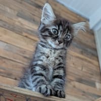 STUP, chatte à adopter