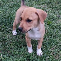 Théa, femelle berger, née le 25/03/2025 🐶, chienne à adopter