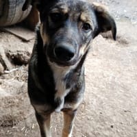 Kaïna, chienne à adopter