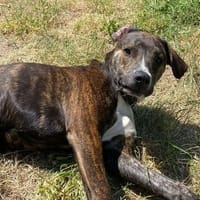 Thalès, le super toutou, chien à adopter