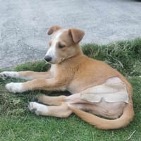 Ren, l'adorable x berger, chien à adopter