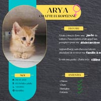 Arya, la belle minette, chatte à adopter