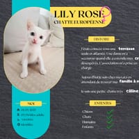Lily Rose, la douce peluche, chatte à adopter