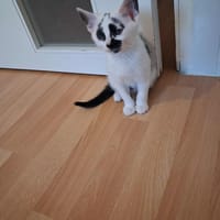 Astoria, chatte à adopter