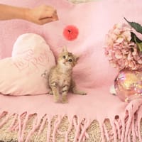 Atchoum, chat à adopter