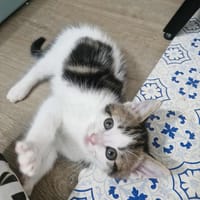 Ashana, chatte à adopter