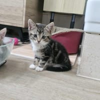 Arwen, chatte à adopter