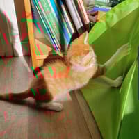 Naxos, chatte à adopter