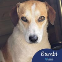 Bambi, female dog to adopt