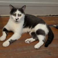 ZITA, chatte à adopter