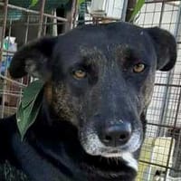 ELVIS sta invecchiando in canile, cane da adottare