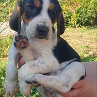 TINA, perra en adopción
