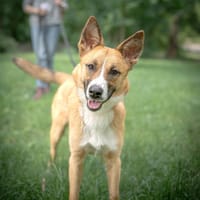 Lulu, suczka do adopcji