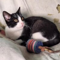 Verschmuster Kater Lyon, Kater zur Adoption
