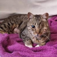 Liebe, verschmuste Katze Lotta, Katze zur Adoption
