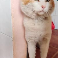 Freundlicher Kuschelkater Dolar, Kater zur Adoption