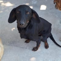 💙Cormac💙 such ein Zuhause, Hund zur Adoption