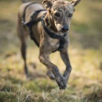 💜Sole 💜junge Segugia mit großem Herz, Hündin zur Adoption