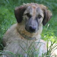 Cora, Man muss nicht perfekt sein ❤, Hündin zur Adoption