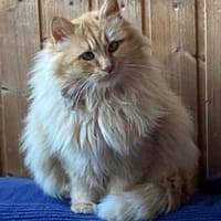 Cherry sucht dringend ihre Familie!, Katze zur Adoption