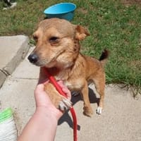Frodo sucht ein neues Zuhause, Hund zur Adoption