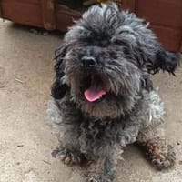 Liebenswerte Grey sucht Familie, Hündin zur Adoption