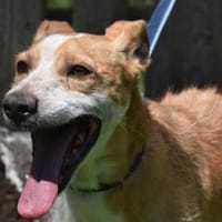 REX, Hund zur Adoption