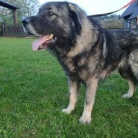 Lino-Kaukasischer Schäferhund, Hund zur Adoption