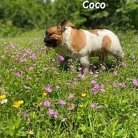Coco - erwachsener French Bully, Hund zur Adoption