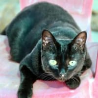 Hübsche Katze Noa, Katze zur Adoption