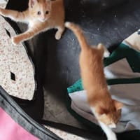 Katzengeschwister Luke & Leia suchen.., Katze zur Adoption
