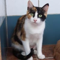Liebevolle Katzenmama Estela, Katze zur Adoption