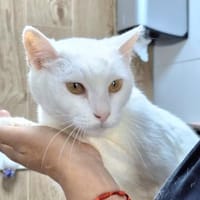 Sanfte Katzendame Diana (3 Beine), Katze zur Adoption