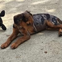 Armani möchte so gerne reisen, Hund zur Adoption