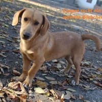 Cooper ist ein Schatz, Hund zur Adoption