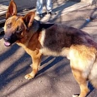 Hübscher Zeus ist noch zurückhaltend, Hund zur Adoption