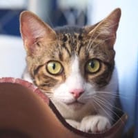 Sanfte, liebe Katze Mica, Katze zur Adoption
