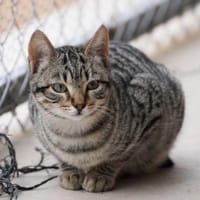 Liebe, junge Kater Lolo und Lucifer, Kater zur Adoption