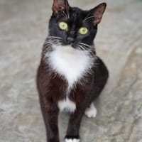 Hübsches Katzenmädchen Flora, Katze zur Adoption