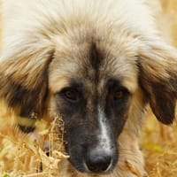 Kuschelfan Timea sucht ihre Familie, Hündin zur Adoption