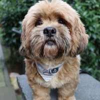 Pipi -Traumhund sucht Top-Zuhause, Hündin zur Adoption