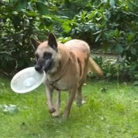 NOTFALL🙏🆘 RUBY sucht  ‼🆘, Hündin zur Adoption