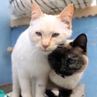 Verschmuste Siam-Mix-Katzen Magic&Lesly, Katze zur Adoption