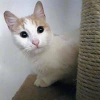 Liebes, sanftes Katzenmädchen Blonda, Katze zur Adoption