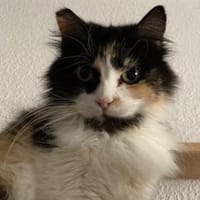 Megara sucht dringend ein Zuhause, Katze zur Adoption
