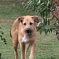 Nalani wartet in 97513 Michelau, Hündin zur Adoption