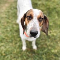 💛Asia💛 wunderschöne Hündin mit Herz, Hündin zur Adoption