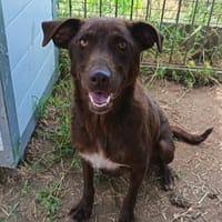 Liebenswerter River sucht Zuhause, Hündin zur Adoption