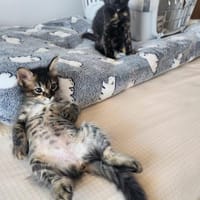 Süße Katzenschwestern Suki und Sakura, Katze zur Adoption