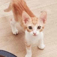 Lieber, junger Kater Pelayo, Kater zur Adoption